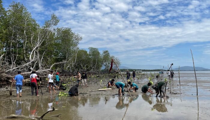 PP PTI dan PP PPGT Tanam 500 Pohon Mangrove di Pantai Labombo