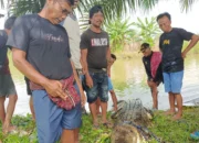 Warga di Luwu Tangkap Buaya 3 Meter Hidup-Hidup di Sungai