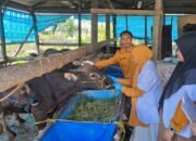 Jelang Idul Adha 1446 H, Dinas Pertanian Luwu Pastikan Kesehatan dan Ketersediaan Hewan Kurban