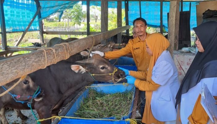 Jelang Idul Adha 1446 H, Dinas Pertanian Luwu Pastikan Kesehatan dan Ketersediaan Hewan Kurban