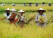NTP Sulsel Turun 1,96 Persen pada April 2025, Tekanan Terhadap Kesejahteraan Petani Meningkat