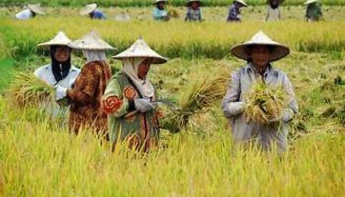 NTP Sulsel Turun 1,96 Persen pada April 2025, Tekanan Terhadap Kesejahteraan Petani Meningkat