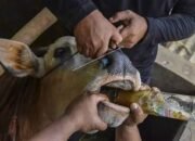 DPPP Palopo Klaim Tak Ada Sapi Terindikasi PMK, Tetap Waspadai Potensi Penularan
