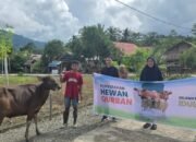 MDA Salurkan 21 Sapi Kurban, Dukung Pemberdayaan Peternak dan Koperasi Lokal
