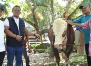 Pata-Dhevy Serahkan Hewan Qurban dari Prabowo Seberat 808 KG untuk Masyarakat Luwu