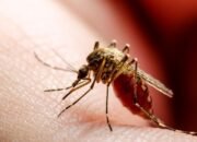 Ini 9 Cara Mencegah Chikungunya yang Mudah Dilakukan