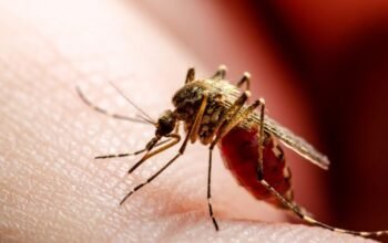 Ini 9 Cara Mencegah Chikungunya yang Mudah Dilakukan
