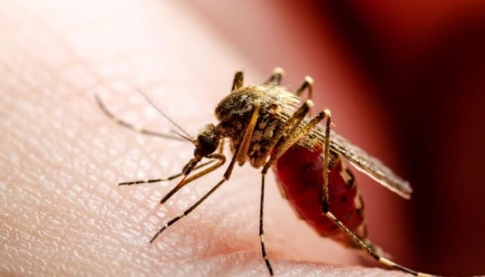 Ini 9 Cara Mencegah Chikungunya yang Mudah Dilakukan