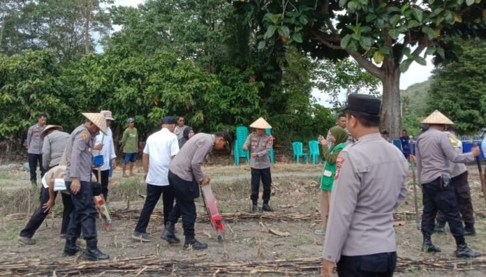 Desa Seppong Jadi Pusat Penanaman Jagung Serentak di Kabupaten Luwu