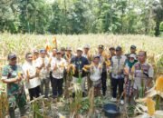 Panen Jagung di Larompong, Bupati Luwu Janjikan Dukungan Bibit Perkebunan