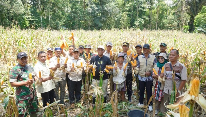 Panen Jagung di Larompong, Bupati Luwu Janjikan Dukungan Bibit Perkebunan