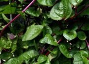 Waspada, Ini Pantangan Minum Daun Binahong yang Perlu Diketahui