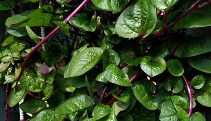 Waspada, Ini Pantangan Minum Daun Binahong yang Perlu Diketahui