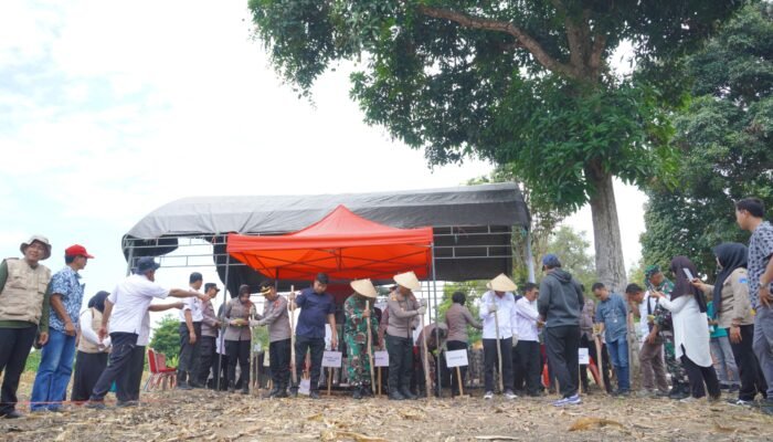 Wujudkan Swasembada Pangan, Pemkab Luwu Tanam Jagung Serentak Bersama Petani
