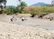 Musim Kemarau, Warga Bajo Barat Ramai-ramai Dulang Emas di Sungai