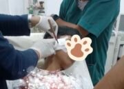 Remaja di Walenrang Timur Jadi Korban Pembusuran OTK, Polisi Lakukan Penyelidikan