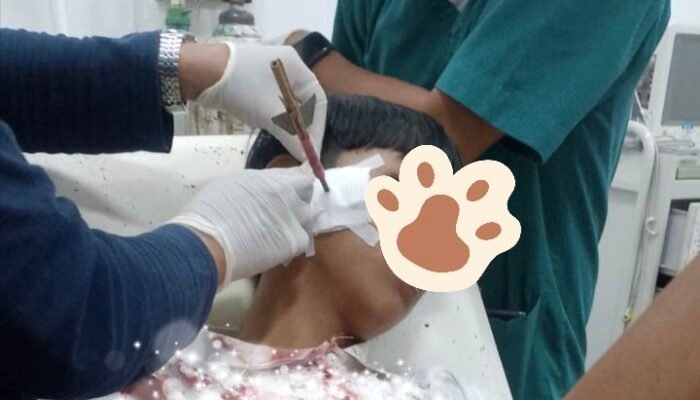 Remaja di Walenrang Timur Jadi Korban Pembusuran OTK, Polisi Lakukan Penyelidikan