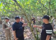 Luwu Kejar Produksi Jutaan Bibit, Kakao Jadi Harapan Ekonomi Baru