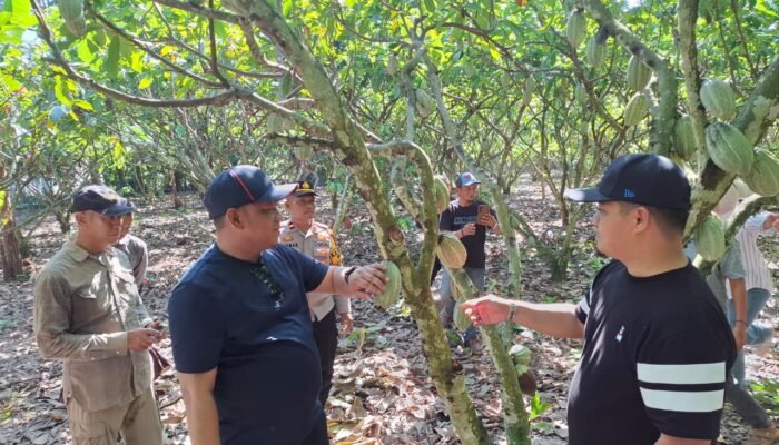 Luwu Kejar Produksi Jutaan Bibit, Kakao Jadi Harapan Ekonomi Baru