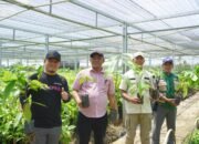 Pata–Dhevy Tinjau Pembibitan Kakao dan Pala, Dorong Produktivitas Petani Luwu