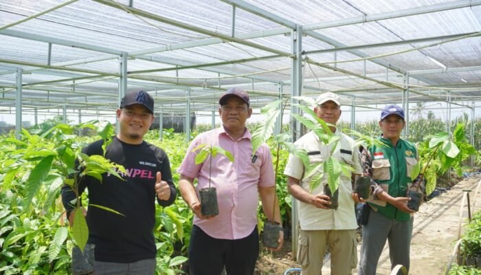 Pata–Dhevy Tinjau Pembibitan Kakao dan Pala, Dorong Produktivitas Petani Luwu