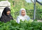 Panen Pakcoy Hidroponik, Ketua TP PKK Luwu Dorong Kemandirian Pangan Keluarga
