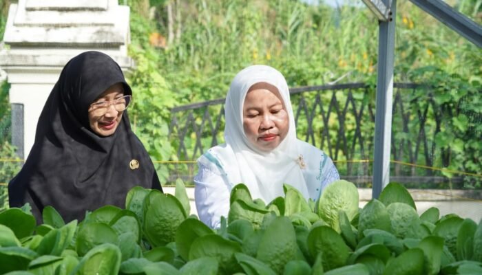 Panen Pakcoy Hidroponik, Ketua TP PKK Luwu Dorong Kemandirian Pangan Keluarga