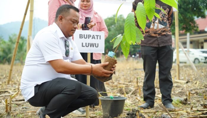 Luwu Bidik Kembali Jadi Sentra Kakao Nasional Lewat Gerakan Tanam Serentak