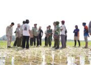 Hadapi Kekeringan, Bupati Luwu Serahkan Pompa Air untuk Persawahan di Larompong