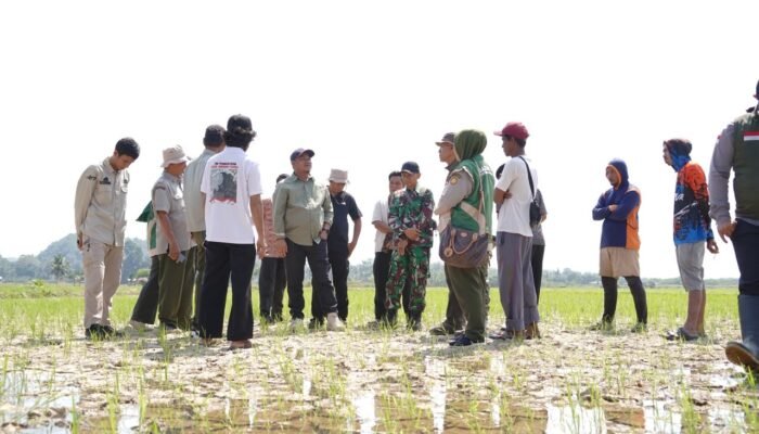 Hadapi Kekeringan, Bupati Luwu Serahkan Pompa Air untuk Persawahan di Larompong