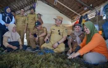 Tinjau Nelayan Mamonta, Bupati Luwu Dorong Rumput Laut Jadi Penggerak Ekonomi