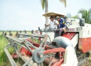 Panen Padi di Kamanre, Produksi Luwu Disebut Naik 40 Persen