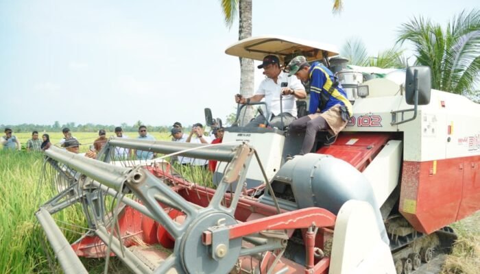 Panen Padi di Kamanre, Produksi Luwu Disebut Naik 40 Persen