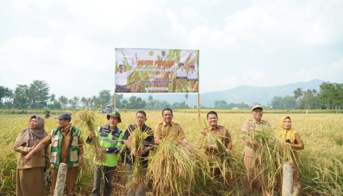 Panen Perdana Demplot Inpago 13, Patahudding Serahkan Bantuan ke Petani