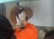 Bayi Baru Lahir Ditemukan Tak Bernyawa di Tempat Sampah Puskesmas Luwu