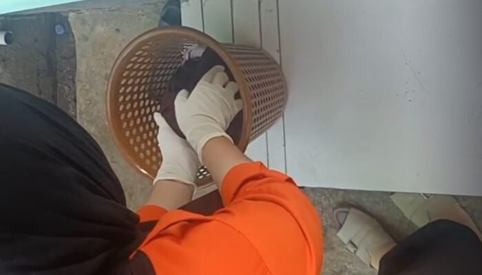 Bayi Baru Lahir Ditemukan Tak Bernyawa di Tempat Sampah Puskesmas Luwu