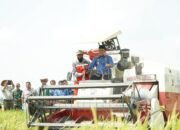 Panen Perdana Oplah di Luwu, Produktivitas Padi Capai 8,9 Ton per Hektare