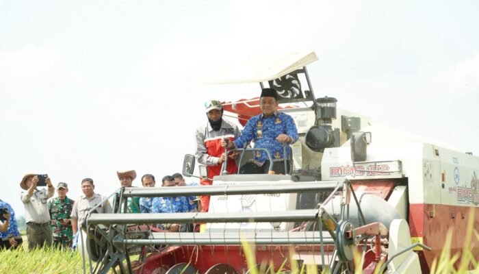 Panen Perdana Oplah di Luwu, Produktivitas Padi Capai 8,9 Ton per Hektare